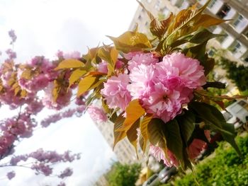 Low angle view of pink flowers against sky