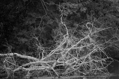 Full frame shot of bare trees in forest