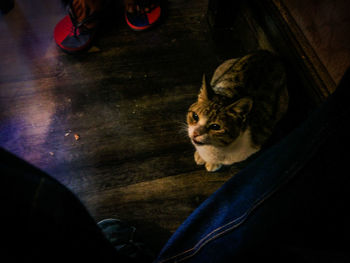 Close-up of cat