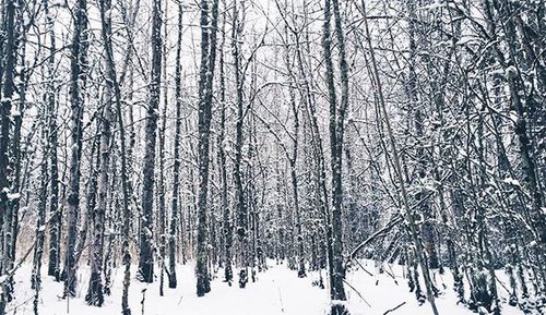 Bare trees in forest