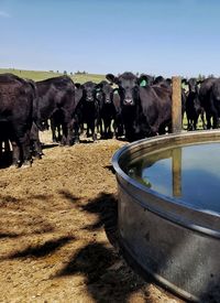 Cows hanging around stock tank during hot day in the summer