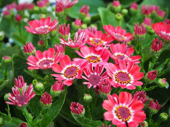 Close-up of pink flowering plants