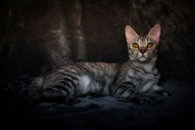 Close-up portrait of tabby cat