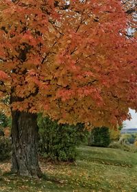 Close-up of maple tree