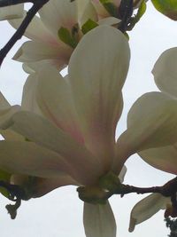 Low angle view of flower tree