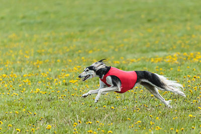 Saluki dog in red running and chasing lure in the field on coursing competition