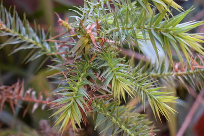 Close-up of pine tree