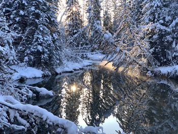 Snow covered pine trees in forest