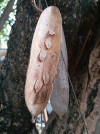 Close-up of mushroom growing on tree trunk