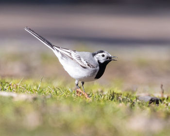 Side view of a bird flying