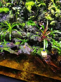 Close-up of plants by water