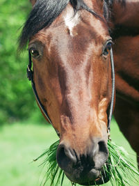 Close-up of horse