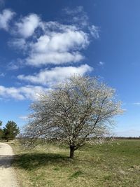 Tree in field against sky