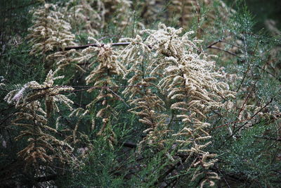 Close-up of plants on field