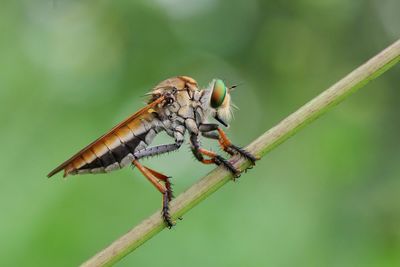 Robberfly on green background