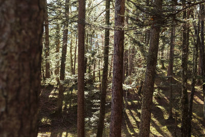 Full frame shot of bamboo trees in forest