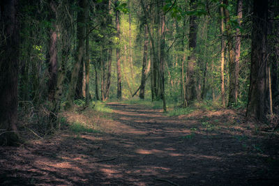 Footpath amidst trees in forest
