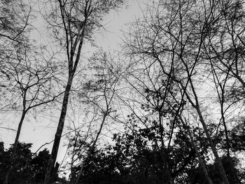 Low angle view of silhouette trees against sky