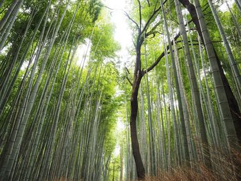 Low angle view of bamboo trees in forest