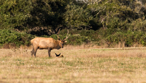 Deer in a field