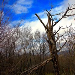 Bare trees on field against cloudy sky