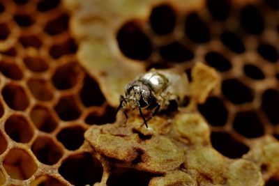 Close-up of bee on leaf