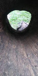 High angle view of tree trunk