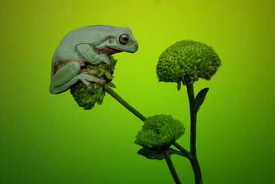 Close-up of lizard on plant