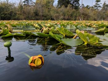 Lotus leaves floating on water in lake