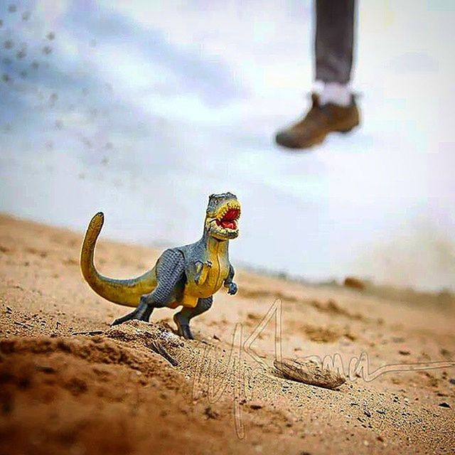 sand, beach, animal themes, one animal, sky, animals in the wild, focus on foreground, shore, selective focus, full length, wildlife, day, outdoors, sunlight, nature, shadow, standing, bird