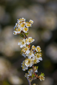 Close-up of white flowering plant