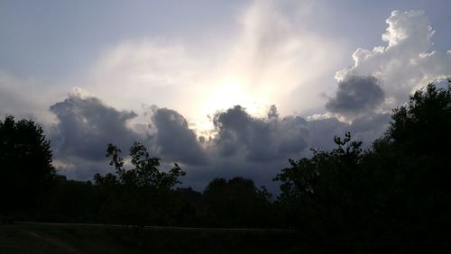 Low angle view of trees against sky