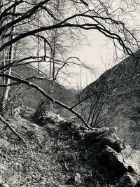 Bare trees in forest against sky