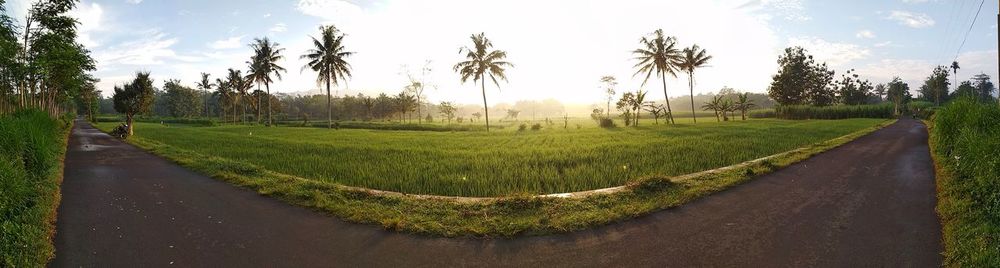 Panoramic shot of road amidst trees against sky