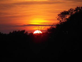 Silhouette of trees at sunset