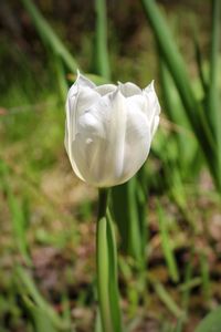 Close-up of white flowers blooming in field