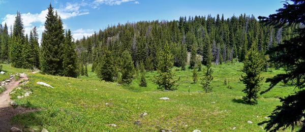 Pine trees in forest