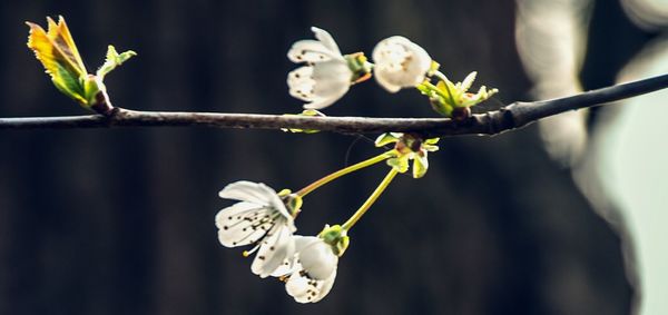 Close-up of white flowers on branch