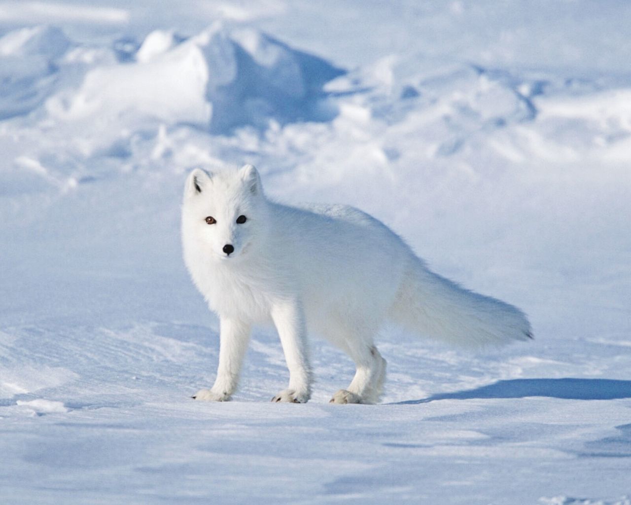 snow, animal themes, winter, white color, cold temperature, one animal, domestic animals, mammal, weather, full length, white, season, pets, landscape, covering, nature, field, standing, sky, dog