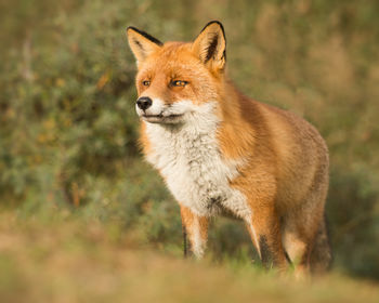 Proud male red fox standing in a forest