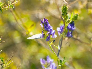 Close-up of purple flower blooming outdoors