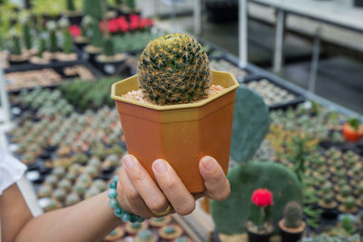 Close-up of hand holding ice cream on potted plant