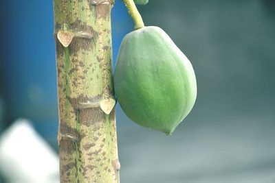A papaya hanging on trees