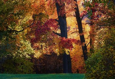 Trees in park during autumn