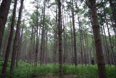 View of trees in forest