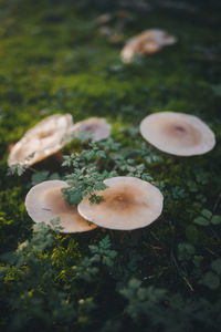 Close-up of mushrooms growing on field