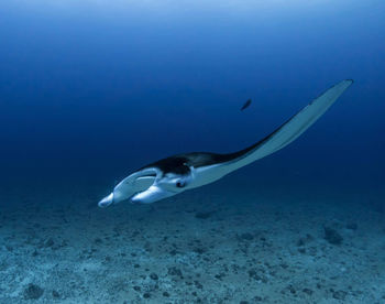 View of fish swimming in sea