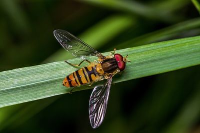 Close-up of insect on leaf