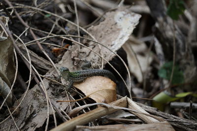 Close-up of lizard on land