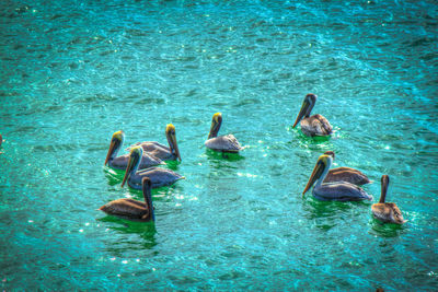 Swans swimming in sea